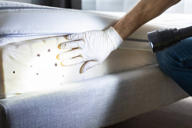 Best Rat Extermination Near Me  in St Leo, FL