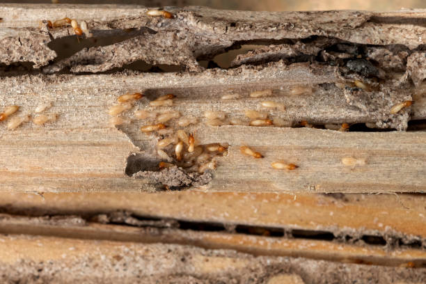 Best Commercial Pest Control Services  in St Leo, FL