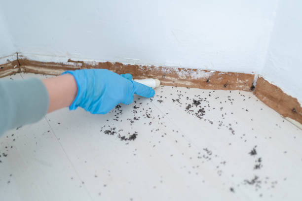  St Leo, FL Pest Control Pros