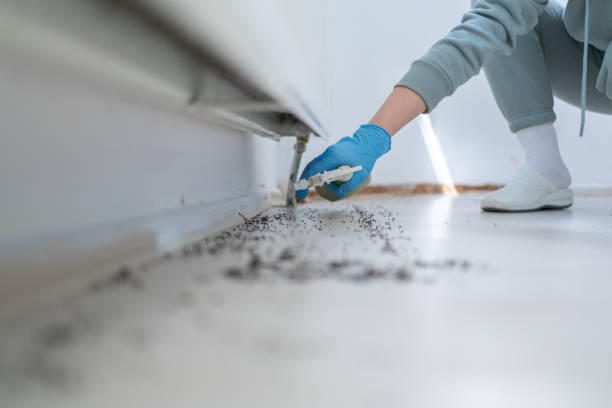 Best Pest Control Treatment  in St Leo, FL